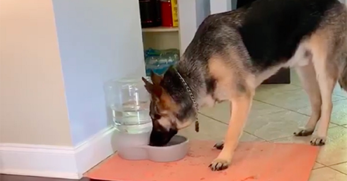 Il cane non crede ai suoi occhi quando vede il contenitore dell’acqua