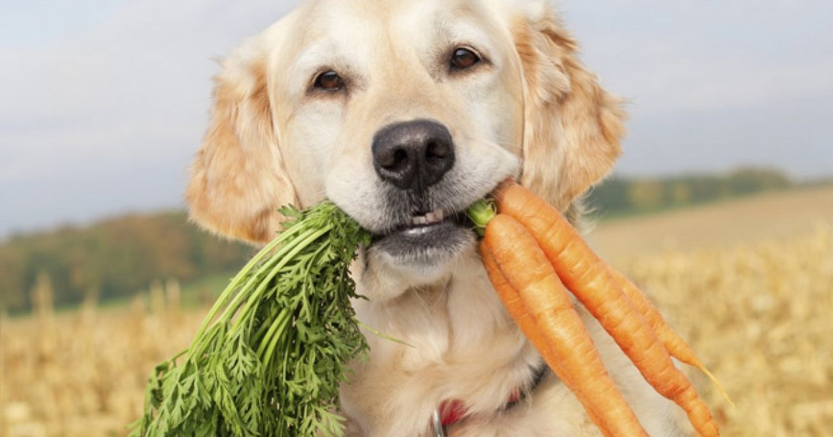 Il cane può mangiare la pastinaca?