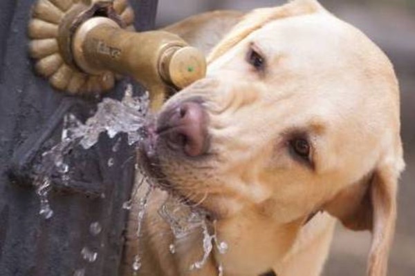 cane beve