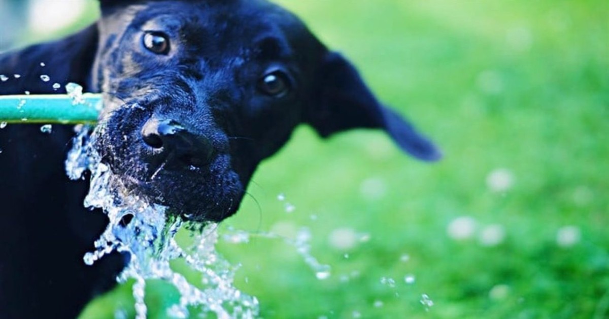 Il cane può bere l’acqua del rubinetto? È sicura?