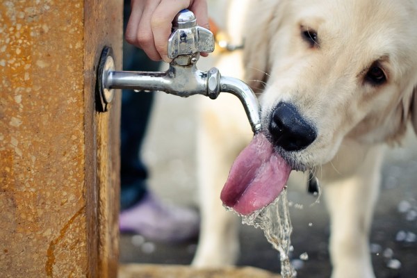 cane beve al parco