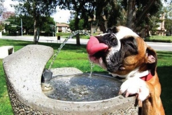 cane beve alla fontanella
