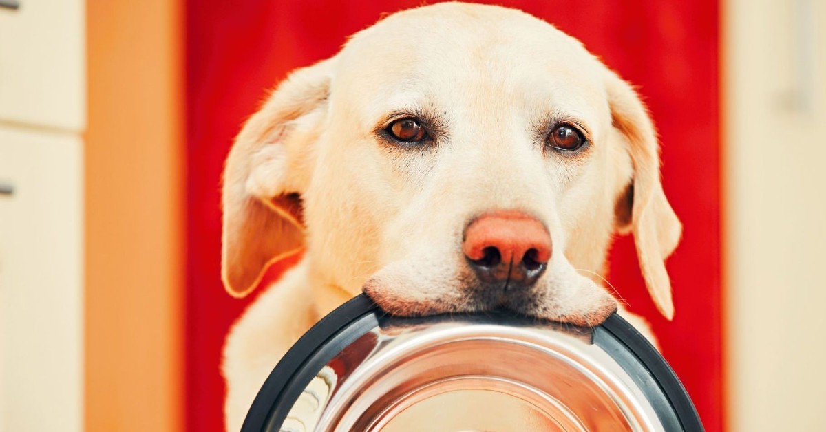 Il cane può mangiare i ceci?