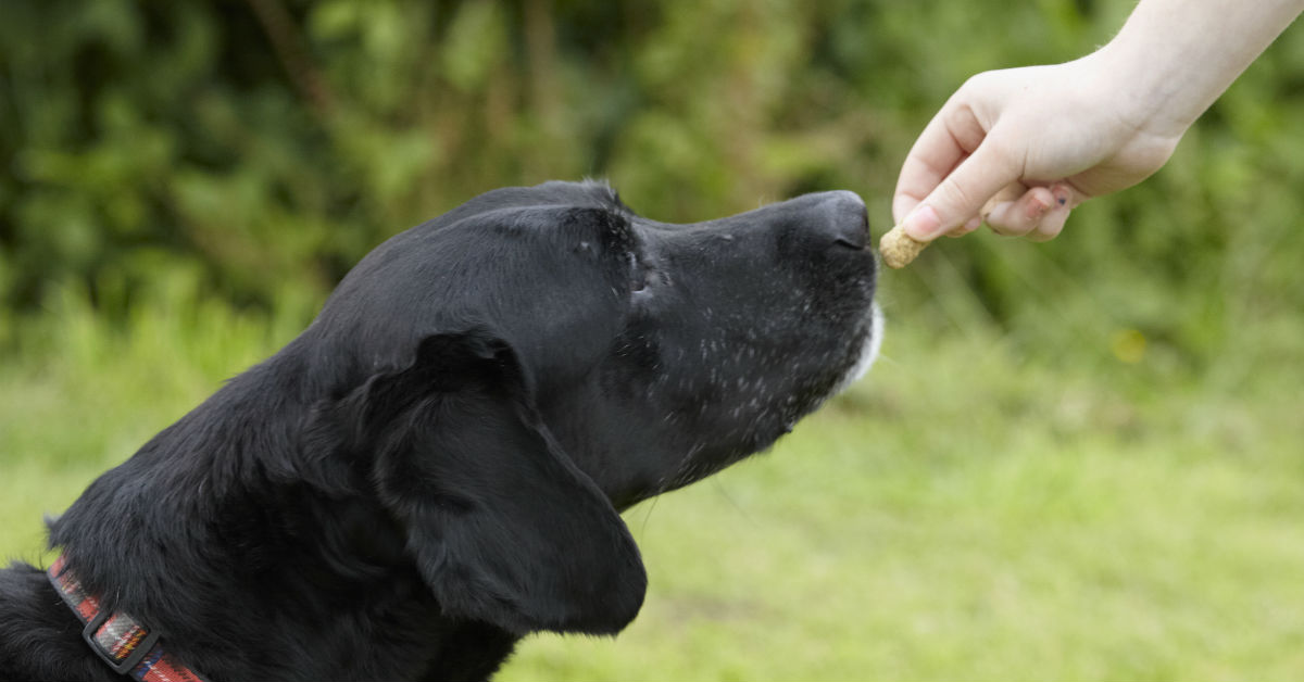 Il cane può mangiare il caramello?