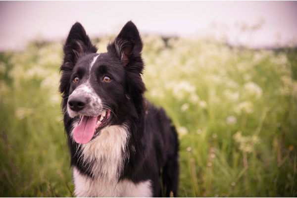 cane sul prato