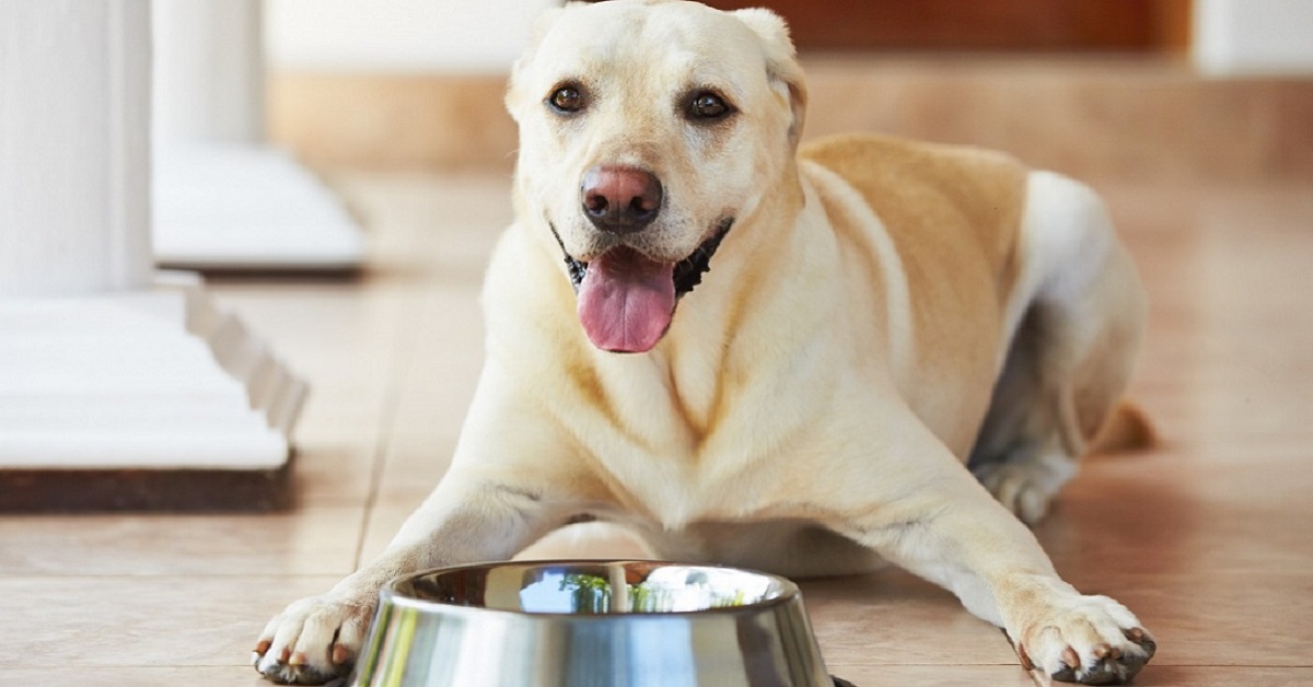 Il cane può mangiare il purè di patate? E come?