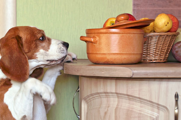 cane che vuole cibo