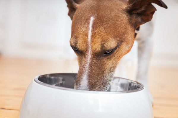 cane che mangia