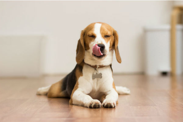 cane si lecca il muso