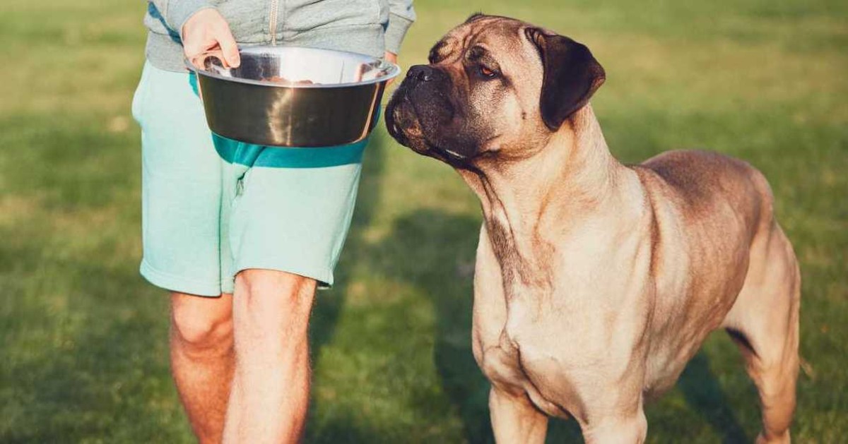 Il cane può mangiare la soia? Gli fa bene o male?