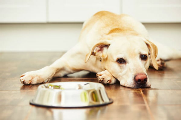 il cane non vuole mangiare