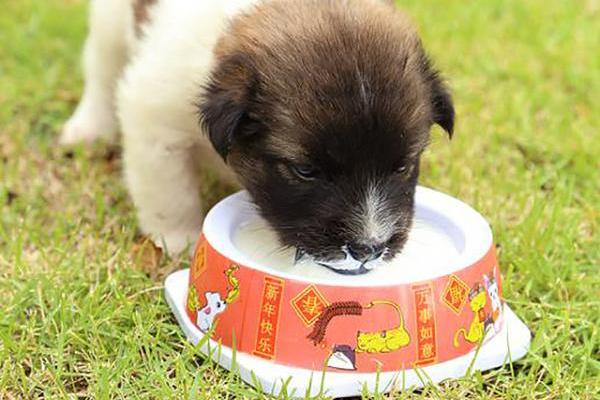 cucciolo beve il latte