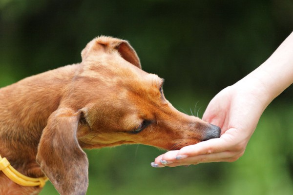 cane mangia dalla mano