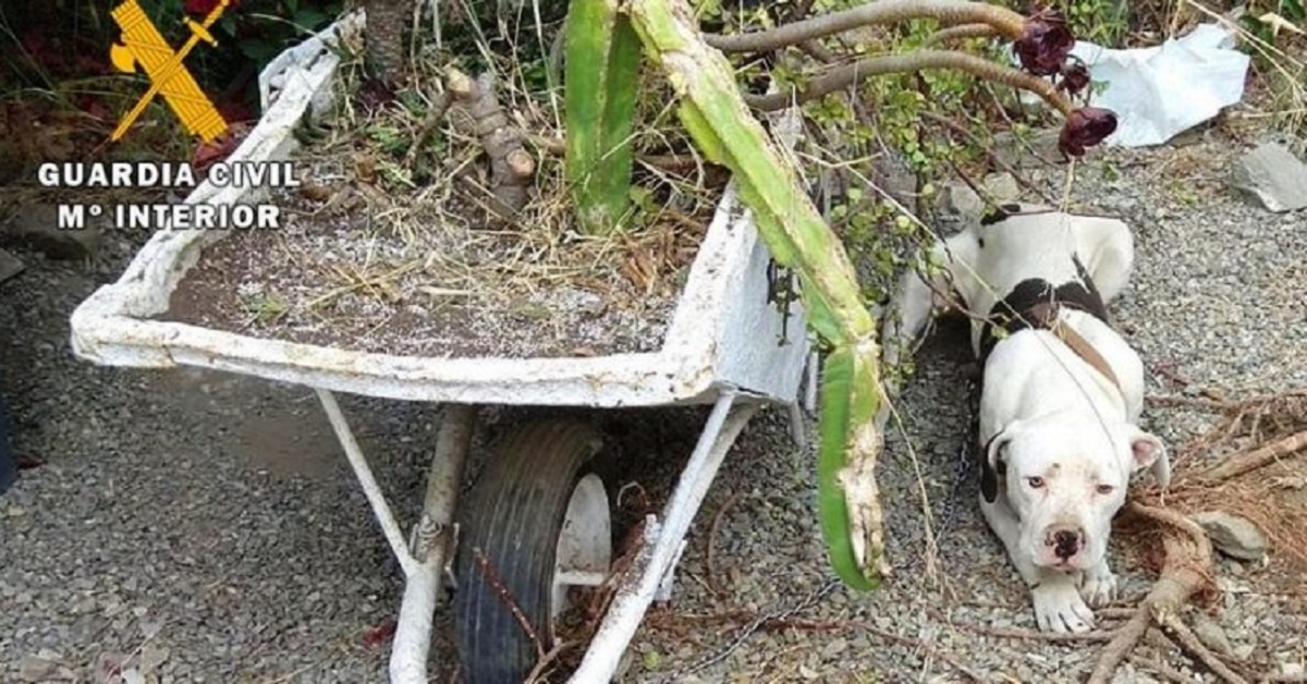 Il cane rimane solo in casa dopo la separazione di una coppia