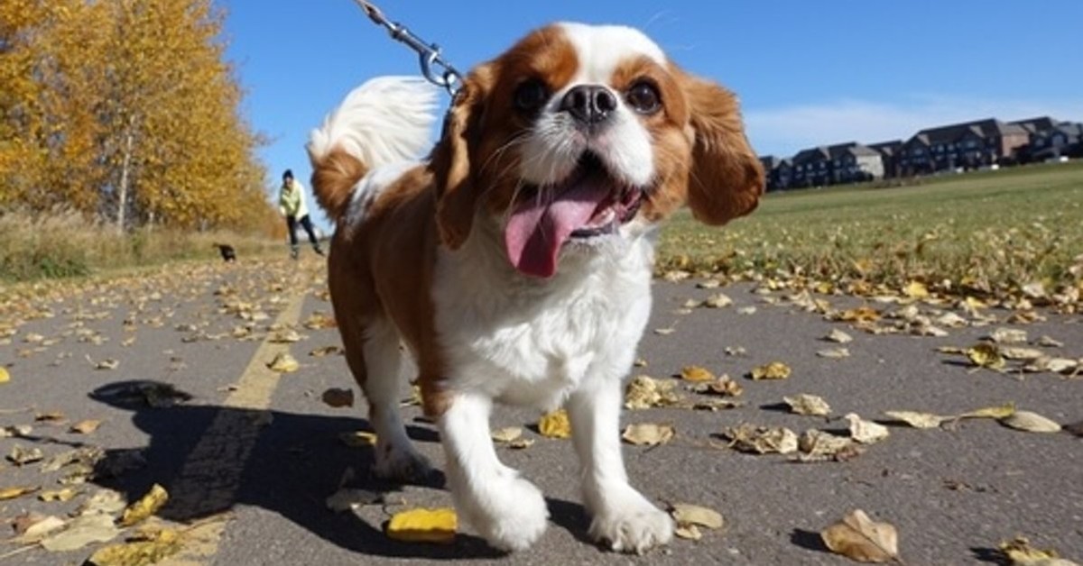 Il cane si comporta male all’improvviso: cause e soluzioni