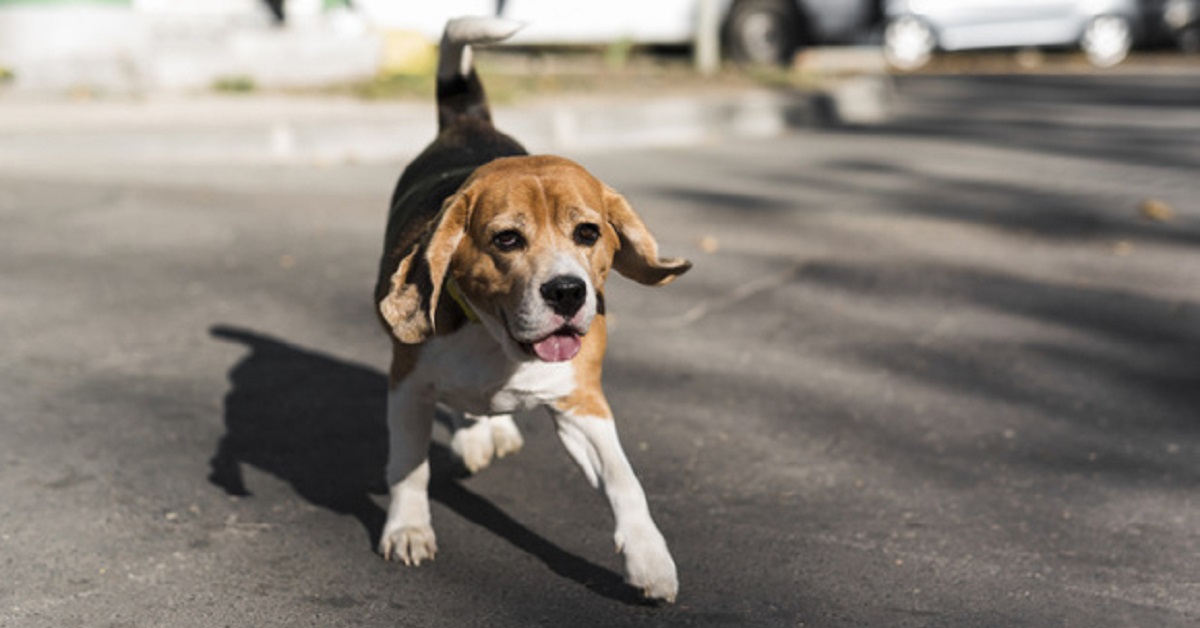 beagle-abbandonato-due-volte