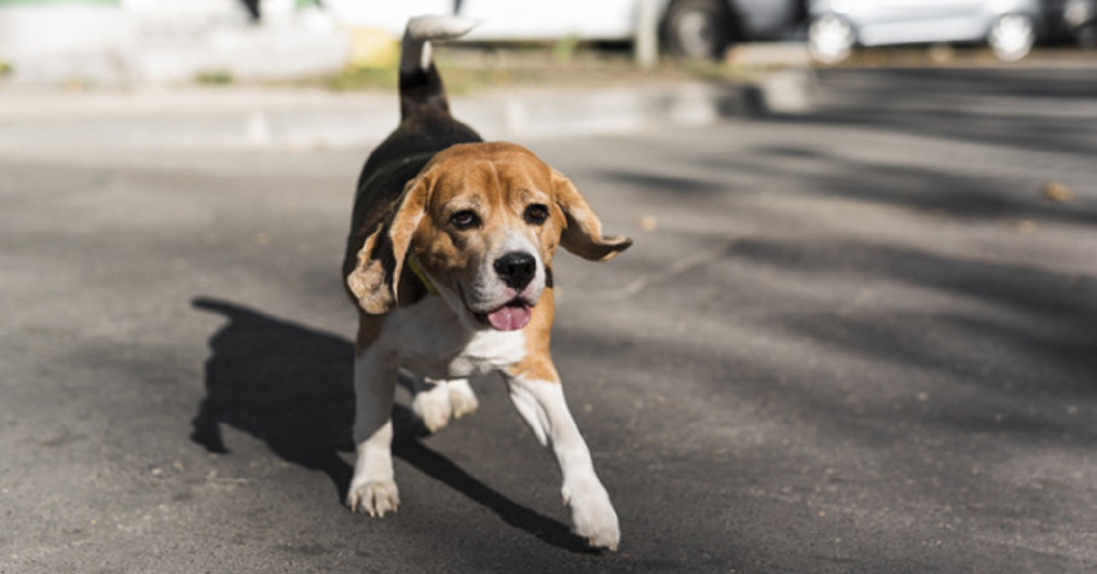 Il cane abbandonato due volte nel giro di poco tempo dalla stessa persona