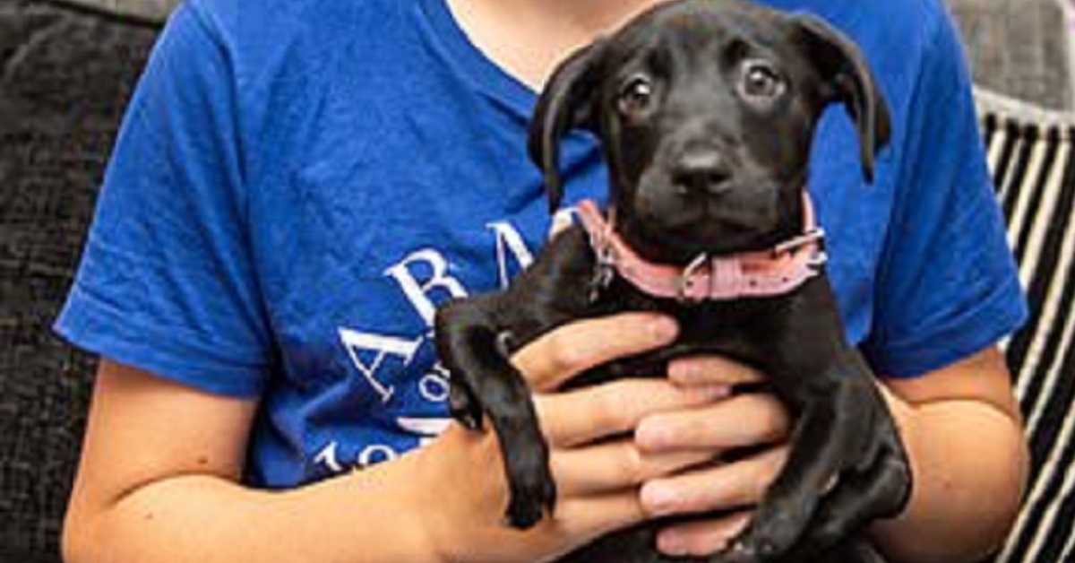 Il cucciolo di Labrador con sei zampe fin dalla nascita