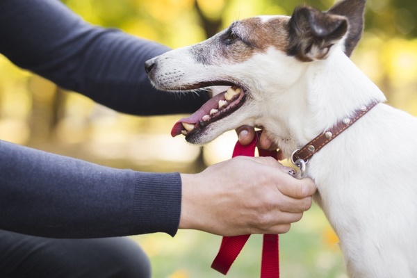 mettere il collare al cane