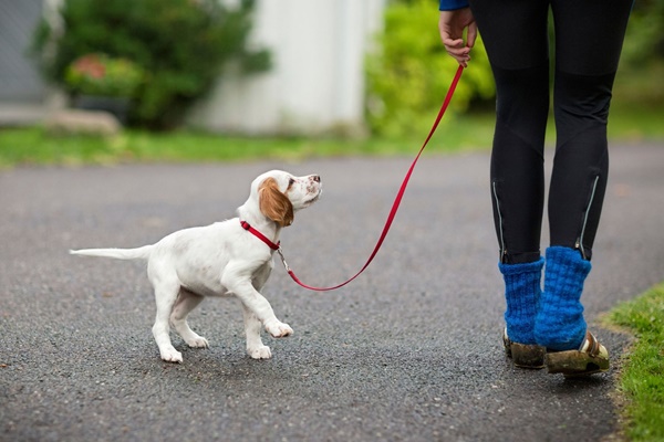 portare a passeggio il proprio cucciolo