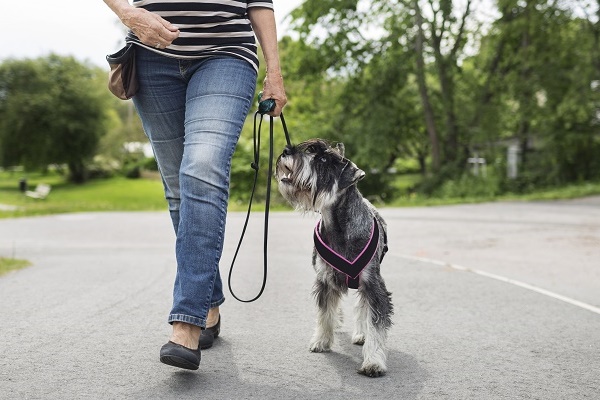 cane adulto abituato al guinzaglio