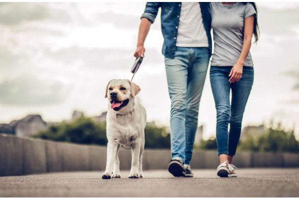 cane e padroni