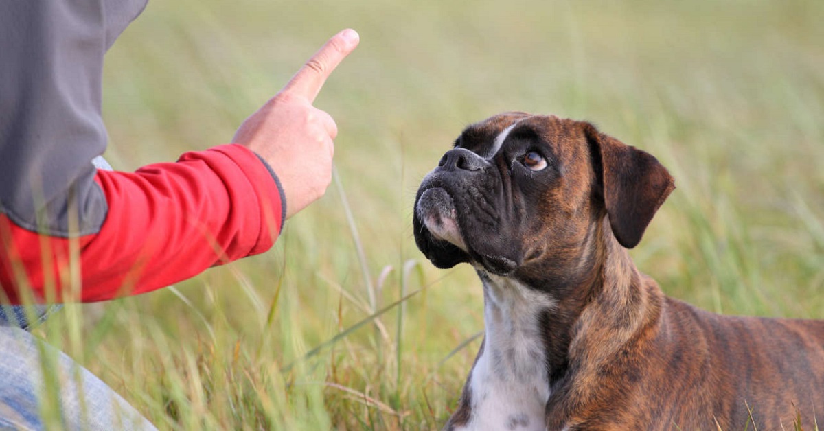 Insegnare al cane il comando stai: ecco come