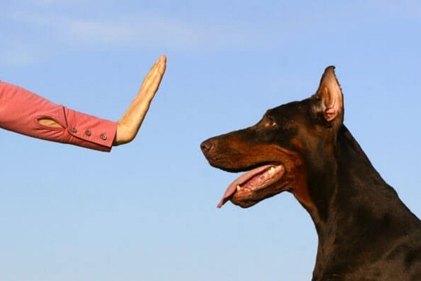 cane in allenamento