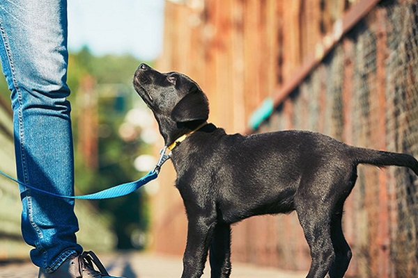 cucciolo di cane guarda padrone