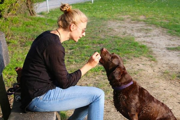 cane accetta cibo