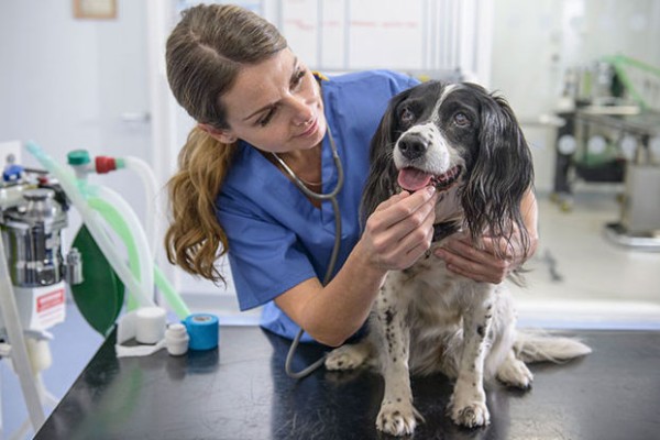 cane in visita dal veterinario