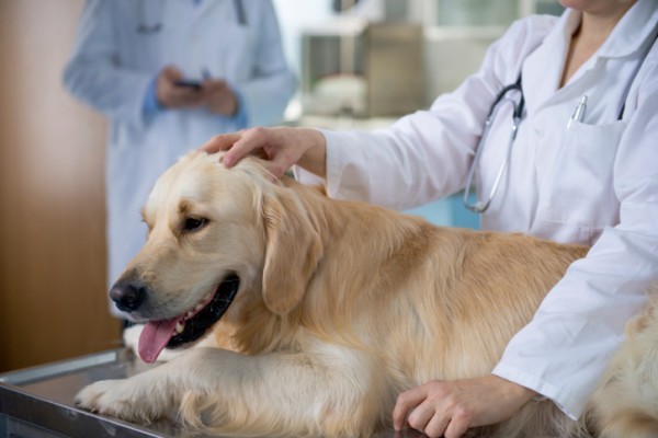 Tumore della guaina nervosa del cane