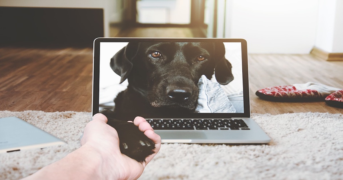 Videochiamata con il cane: Fido ci riconosce oppure no?