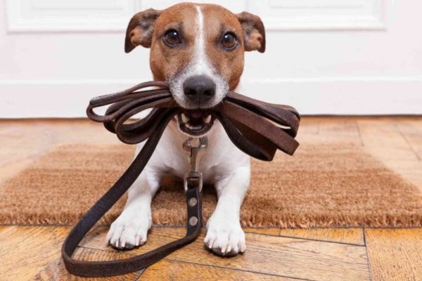 cane con il guinzaglio in bocca