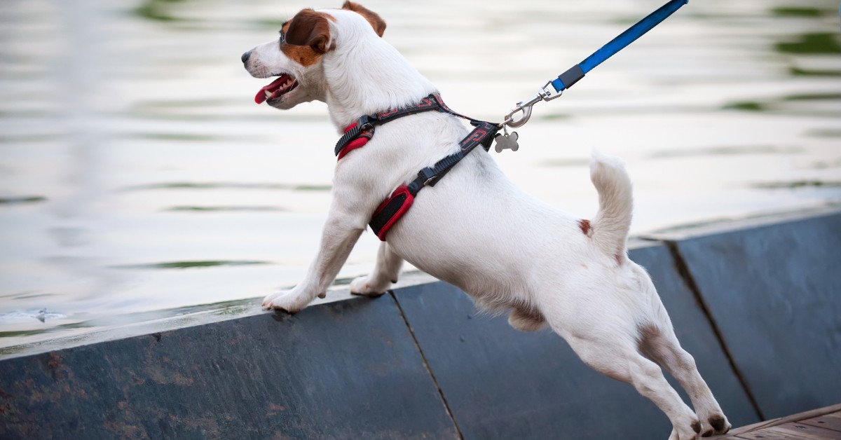 Come lavare il guinzaglio del cane, il collare e la pettorina