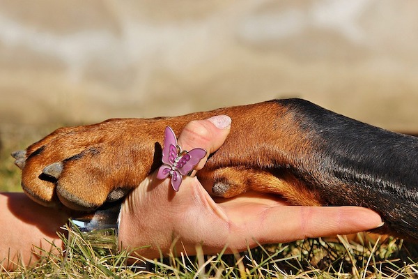 il cane vuole dare la zampa