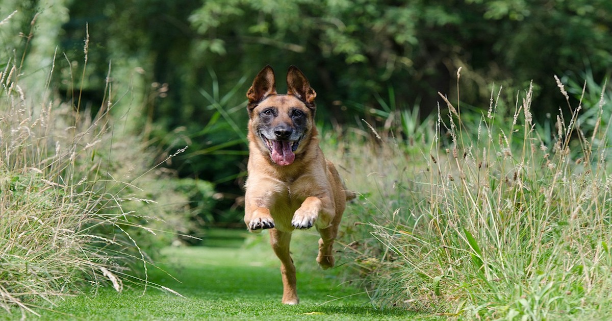 Rinforzo positivo per l’addestramento del cane: cos’è e a che serve