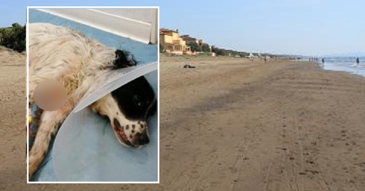 Marina di Castagneto, cane rischia la vita per farsi il bagno nell’acqua