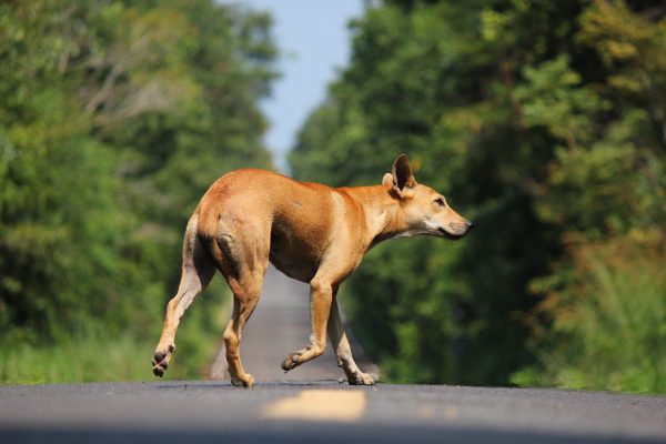 microchip cane: tutte le info