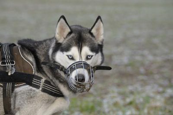 mettere la museruola del cane