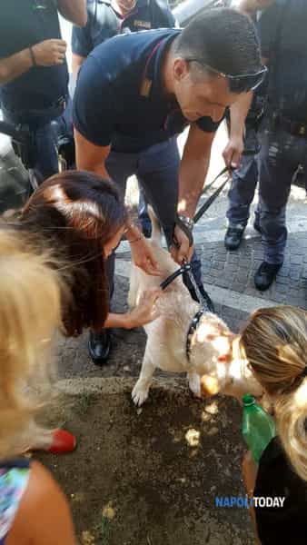 napoli-cane-auto