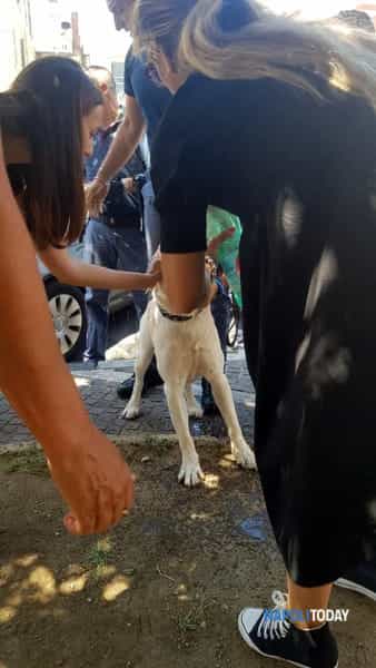 napoli-cane-salvo