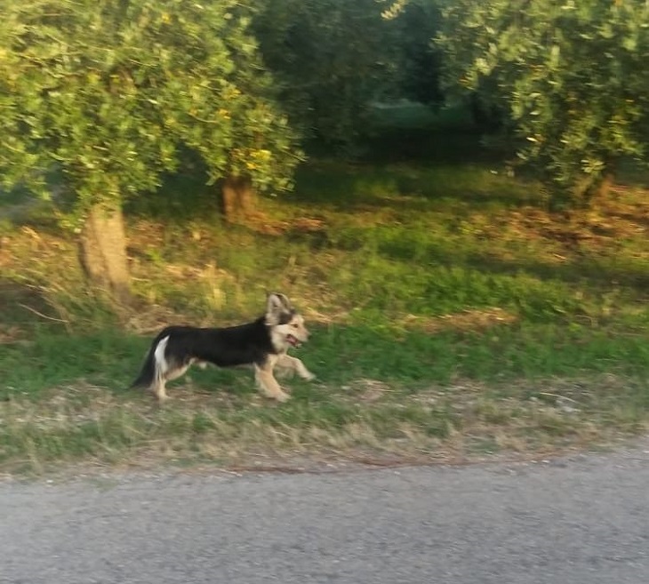 ortona-cane-abbandono