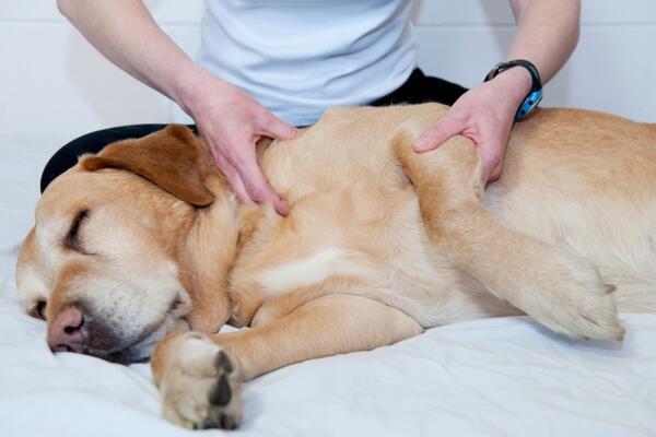 cane dal veterinario