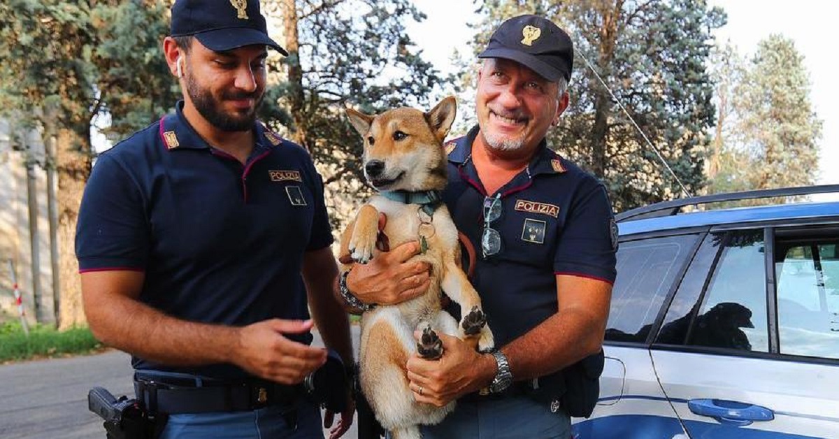 Ovada, cane Loulou salvato dalla Polstrada mentre vagava sull’A26