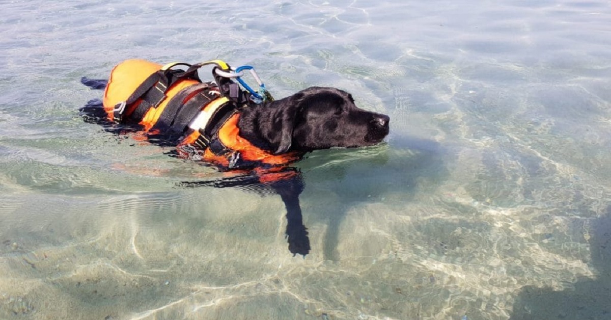 Palinuro, il cane bagnino Flash salva ragazzo in difficoltà