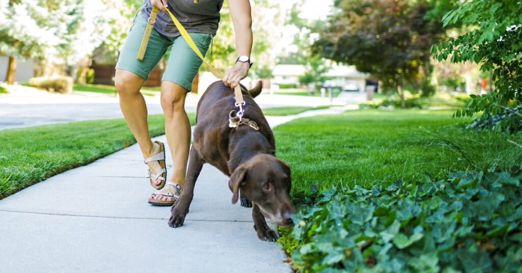 fare una passeggiata con animali