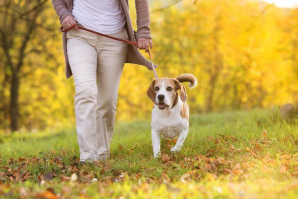 latrato del cane