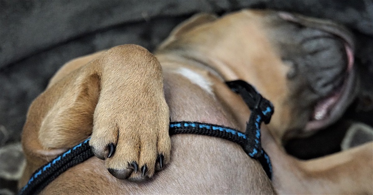 Cane e ora legale: influenza il suo comportamento?