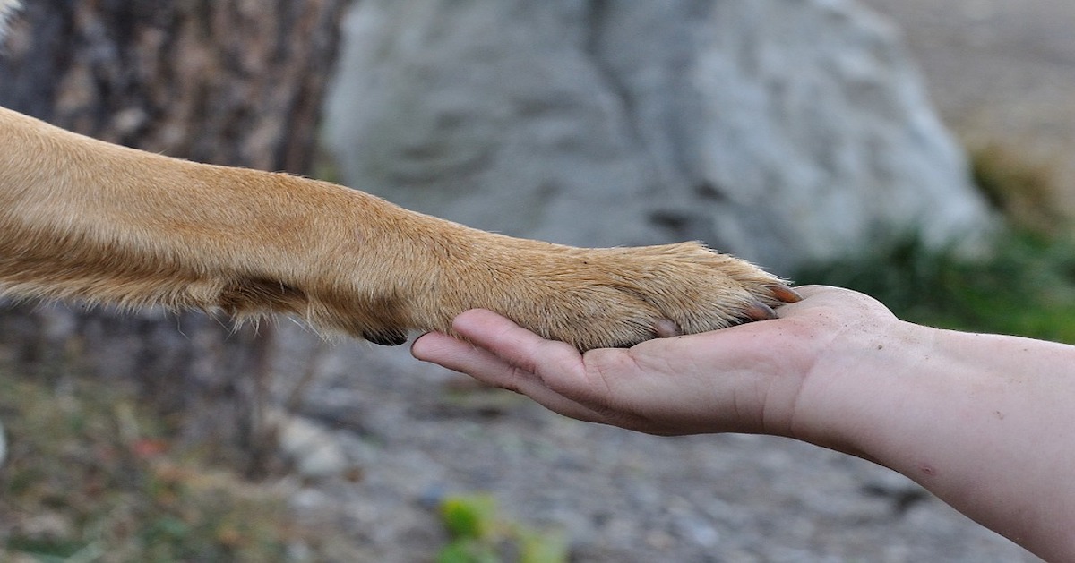 Il cane vuole dare la zampa senza comando: come mai?